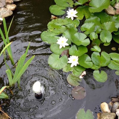 Ubbink 3-delige Waterlelieset decoratief wit