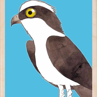 Osprey, Nachhaltige Holzpostkarten, 6er-Set (10x15cm) | The Wooden Postcard Company