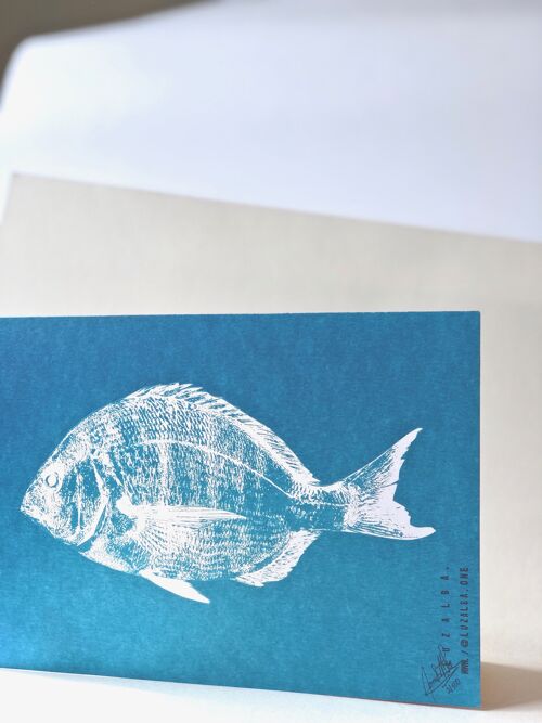 Diplodus Sargus | Fish Print