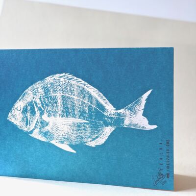 Diplodus Sargus | Fish Print