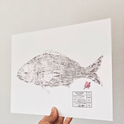 Besugo | Axillary Sea Bream * Fish Print