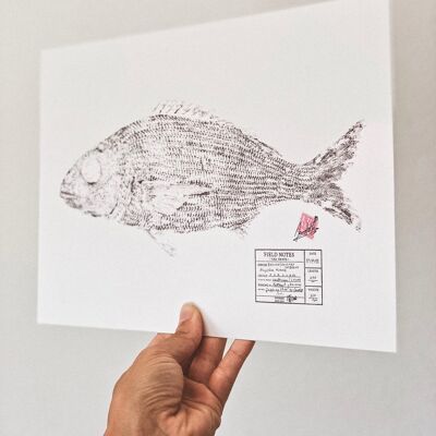 Besugo | Axillary Sea Bream * Fish Print