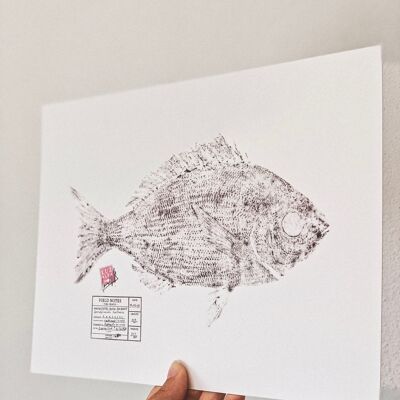 Chopa | Black Sea Bream * Fish Print