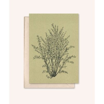 Sustainable card + envelope | Hazelnut tree | Sage