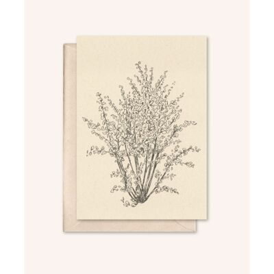 Tarjeta + sobre sostenible | Árbol de avellana | flor de saúco