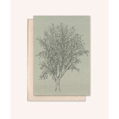 Sustainable card + envelope | Ash tree | silver fir