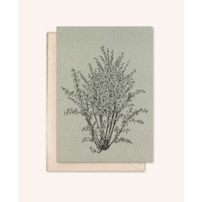 Sustainable card + envelope | Hazelnut tree | silver fir