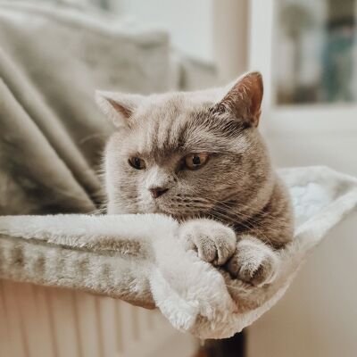 ne&no Cozy Radiator Bed for Cats + 5 Matatabi Sticks