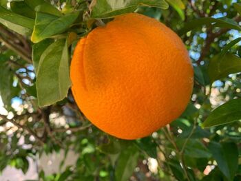 Confiture de piment à l'orange extra 3