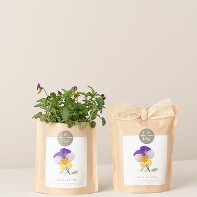 Bolsa de cultivo Wild Pansy