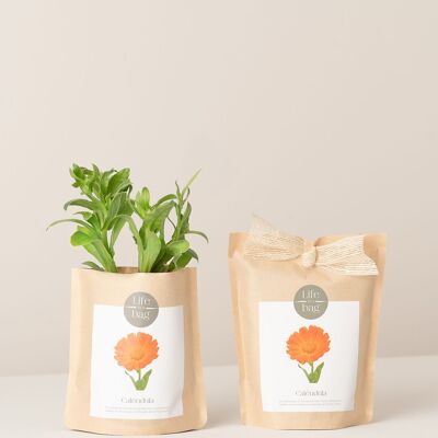 Bolsa de cultivo de caléndula