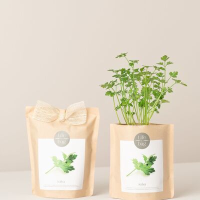 Perejil en bolsa de cultivo
