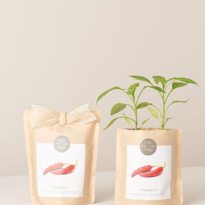 Bolsa de cultivo de chile