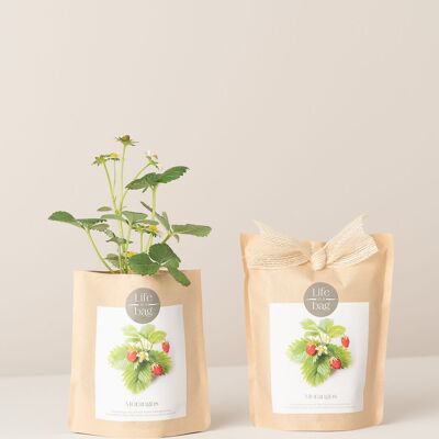 Sacchetto di coltivazione per fragole