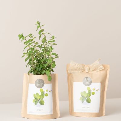 Sacchetto di coltivazione Origano