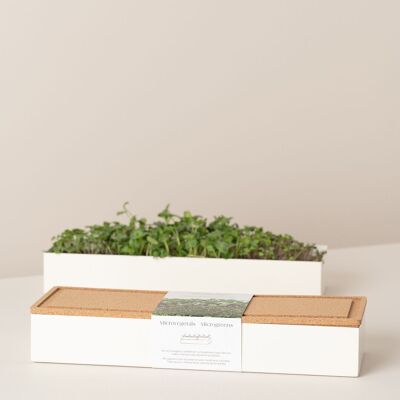 Trio de micro-pousses Radis, Cresson, Roquette
