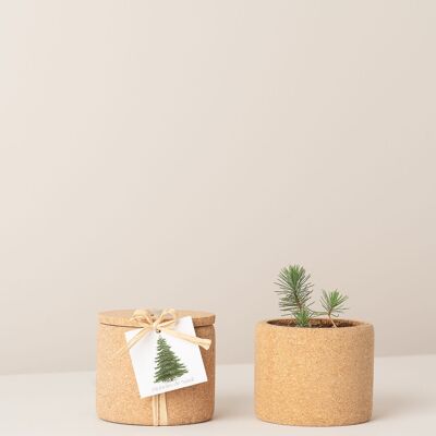 Coltivare l'albero di Natale in sughero