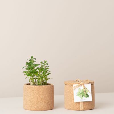 Cultiver de la menthe poivrée en liège
