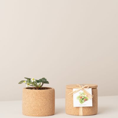 Cultiver des fraises en liège