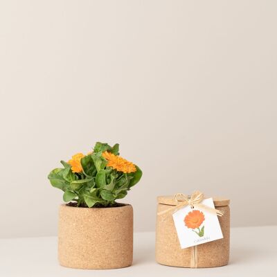 Cultiver du calendula liège