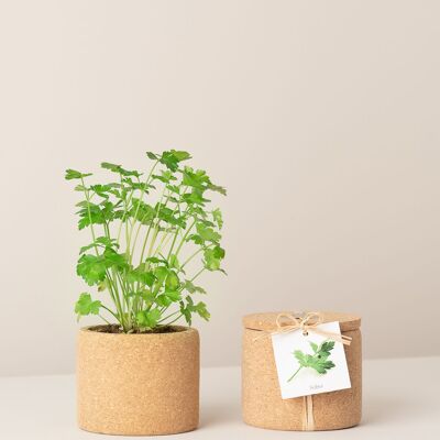 Cultiver du persil liège