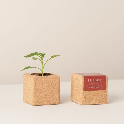 Piment Grow Cube