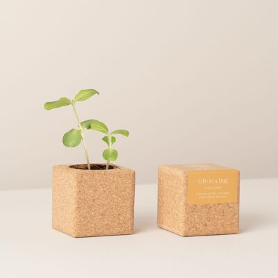 Cube de culture Tournesol