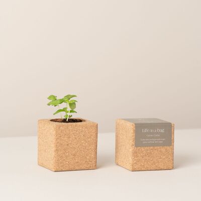 Cube de culture Basilic