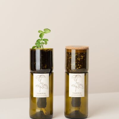 Bouteille de culture de basilic