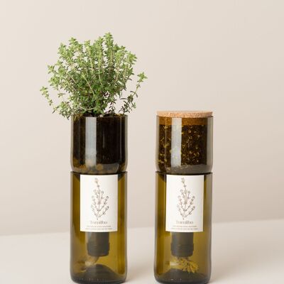 Cultiver du thym en bouteille