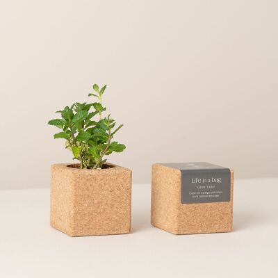 Coltiva il cubo di menta