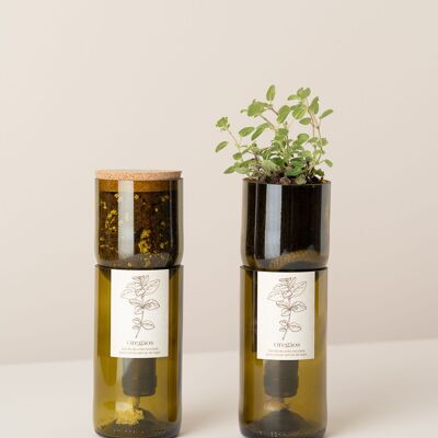 Bouteille de culture d'origan