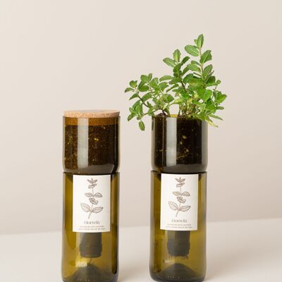 Bouteille de culture Menthe