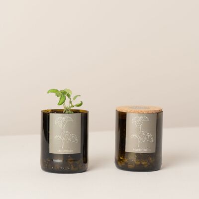 Albahaca de jardín en botella