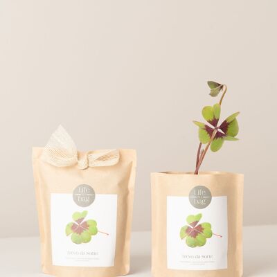 Grow Bag Lucky Clover