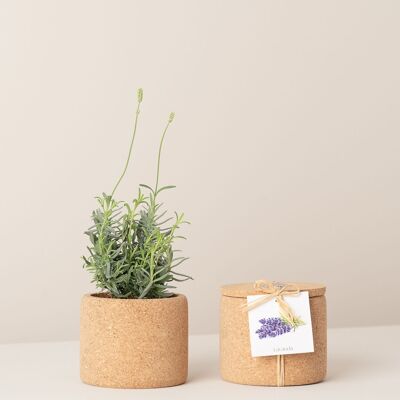 Coltivare la lavanda di sughero