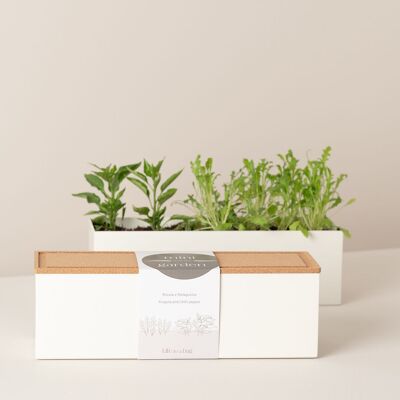 Mini jardin de roquette et de piments