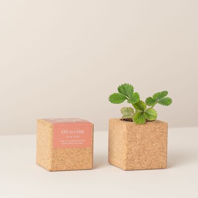 Coltiva fragole a cubetti
