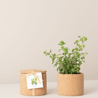 Coltivare l'origano di sughero