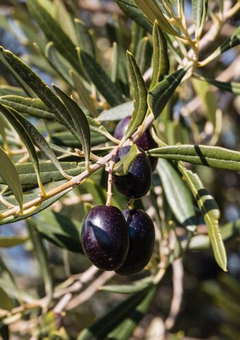 PROMO -10% - VRAC Olives noires Throumba Thassitik  BIO 2.5kg 5