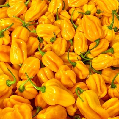 Piment Habanero jaune frais | 1 kg | Chilli Mash Company