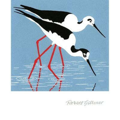 Black-Winged Stilts Greetings Card