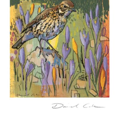 Song Thrush and Crocus Greetings Card
