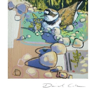 Little Ringed Plover Greetings Card