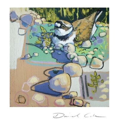 Little Ringed Plover Greetings Card