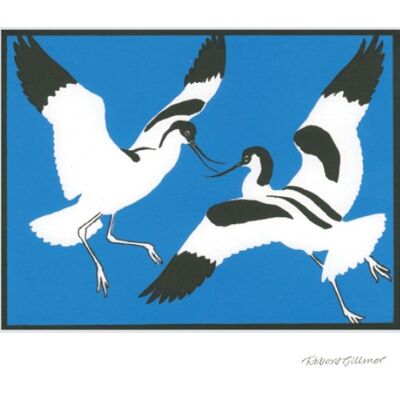 Avocet Fracas Greetings Card