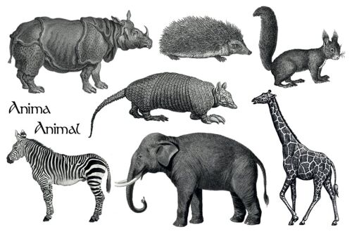 Tatouages éphémères - gravures animalières