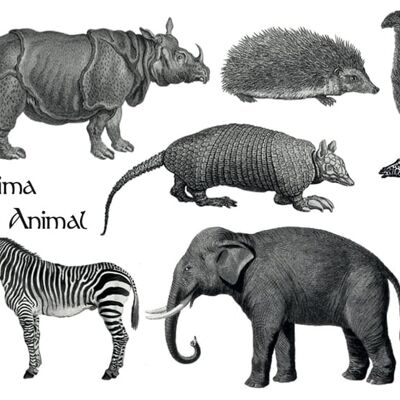 Temporary tattoos - animal prints