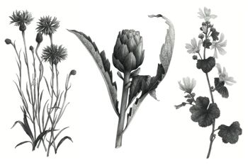 2 planches de Tatouages éphémères - Les fleurs du bien-être, Edition limitée 1