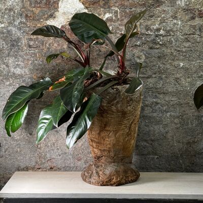 Vintage Asian Wooden Mortar planted with Philodendron Red Imperial FR17